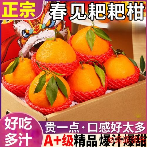 网友跨国追星托带家乡味尹航闪送耙耙柑温暖直抵德国赛场